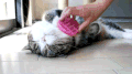 从胖猫事件看抑郁症本