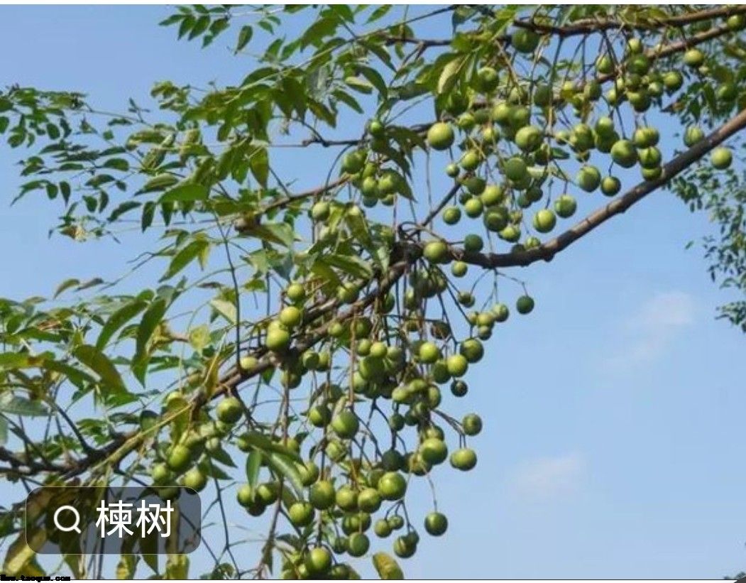 苦楝树的作用与功效