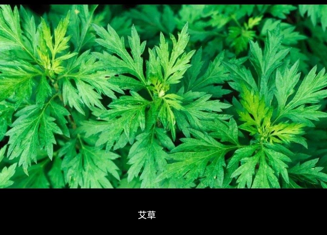 艾草的功效与用途