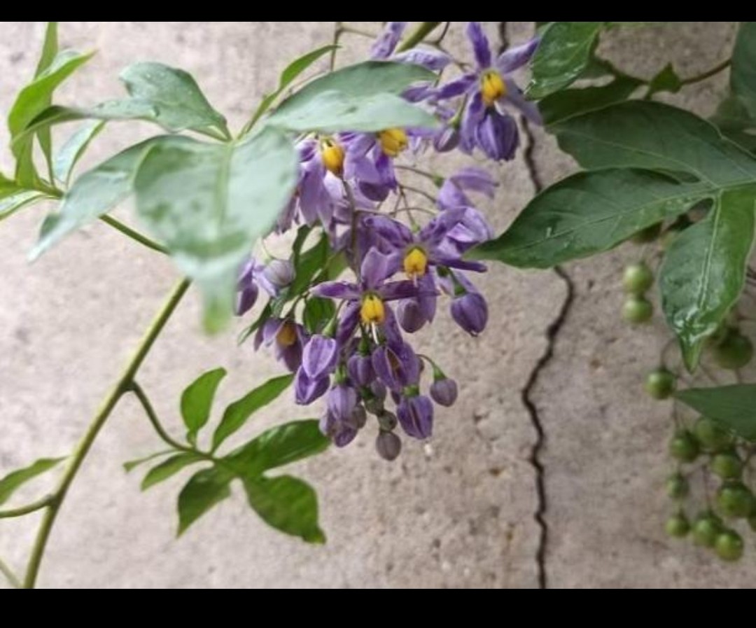 青杞药用价值