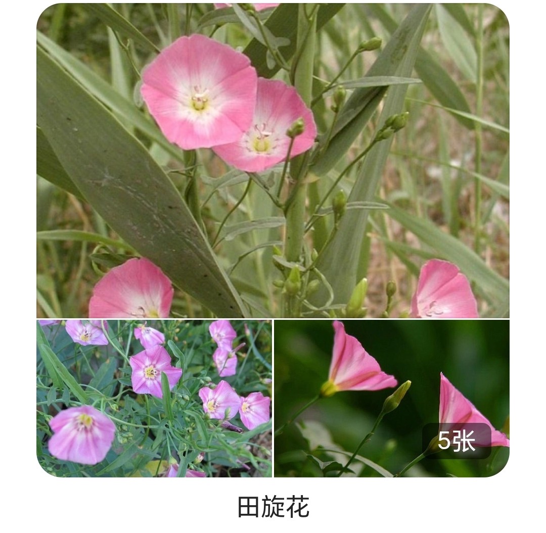 田旋花药用价值